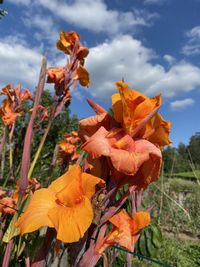 Close-up of orange flowering plant on field against sky