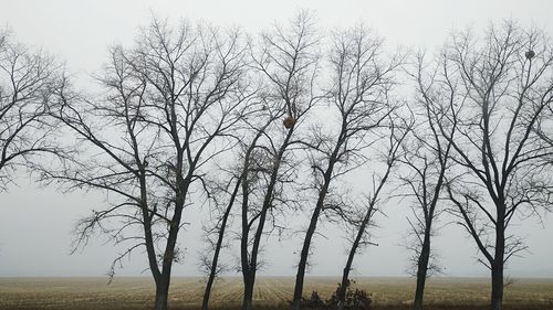 Low angle view of bare trees on field against sky