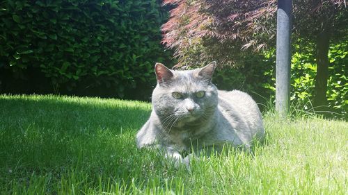 Portrait of cat in lawn