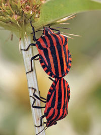 Close-up of butterfly perching on plant