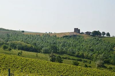 Trees growing on field