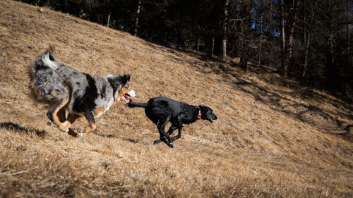 Black dog on dirt road