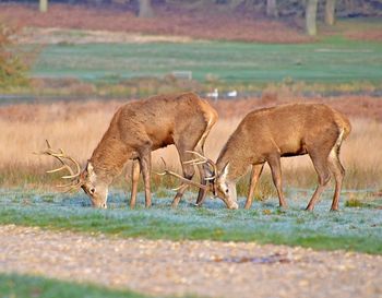 Deer grazing on grassy field at richmond park