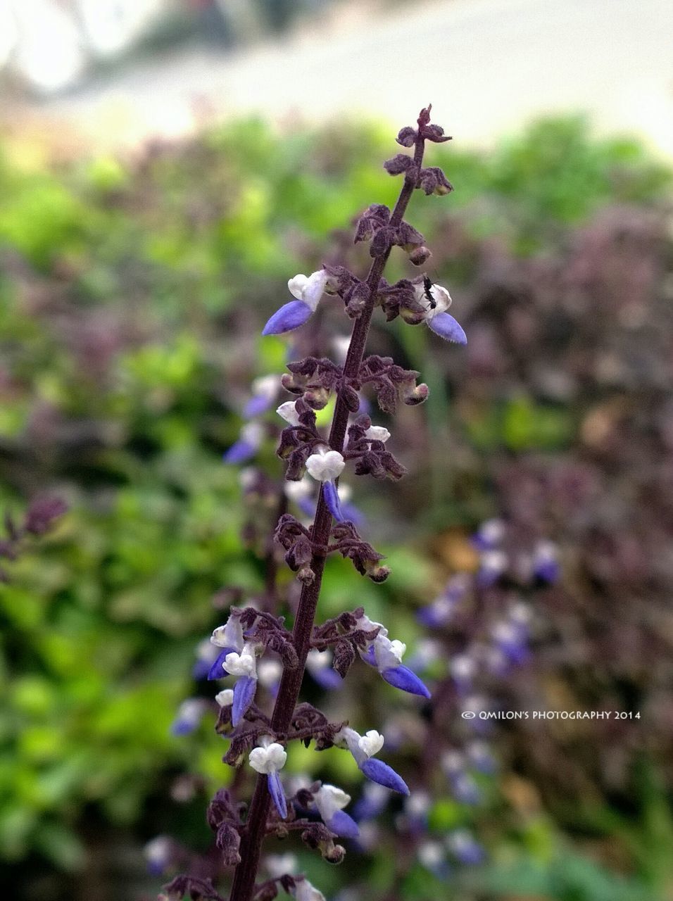 flower, focus on foreground, growth, fragility, freshness, close-up, nature, plant, beauty in nature, purple, stem, selective focus, day, outdoors, blooming, no people, in bloom, branch, springtime, petal