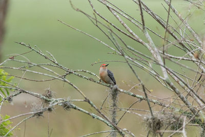 Bird perching on a tree