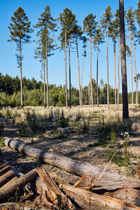 Trees in forest against sky