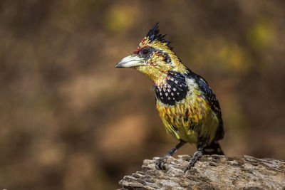 Close-up of bird perching