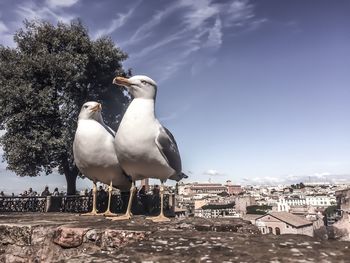 Seagulls perching on a building