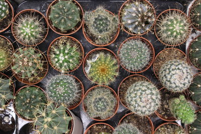 Full frame shot of potted plants