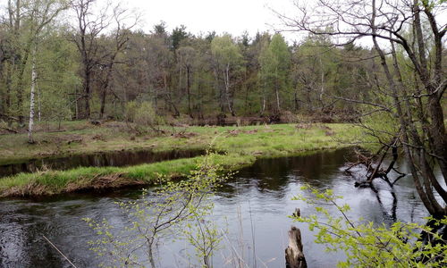 Scenic view of lake in forest