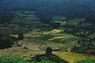 High angle view of rice paddy