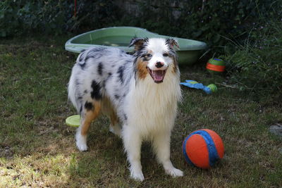 Dog playing with ball on field