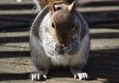 Close-up of squirrel