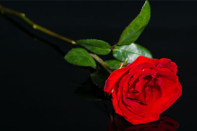 Close-up of red rose against black background