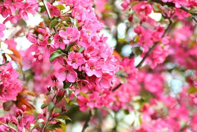 Close-up of pink bougainvillea blooming on tree