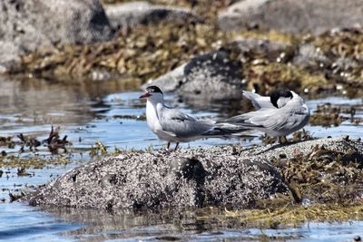 Bird in water