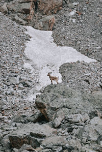 High angle view of lizard on rock