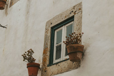 Low angle view of potted plant on wall of building