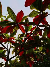 Low angle view of red tree against sky