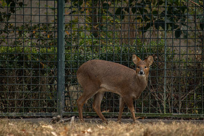 Close-up of deer