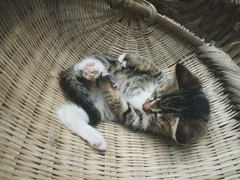 High angle view of kitten in whicker basket