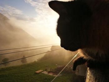 Close-up of cat looking at sunset