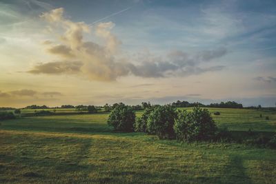 Scenic view of field against sky