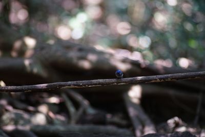 Close-up of insect on branch