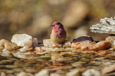 Close-up of birds perching on rock