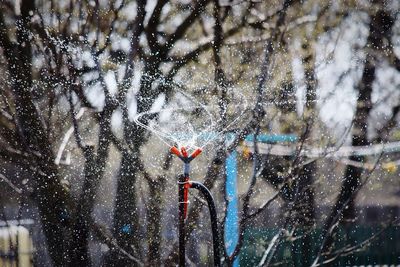 Close-up of snow on tree