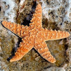 Close-up of starfish in sea