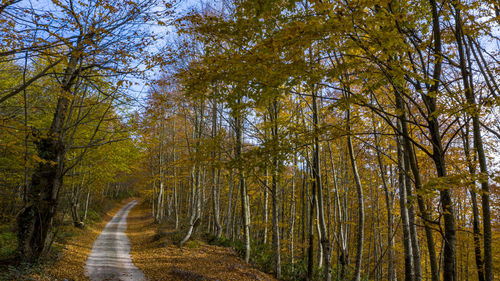 Road amidst trees in forest during autumn