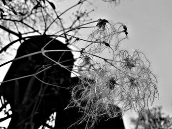 Close-up low angle view of twigs