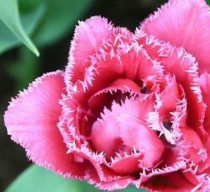 Close-up of pink flowers