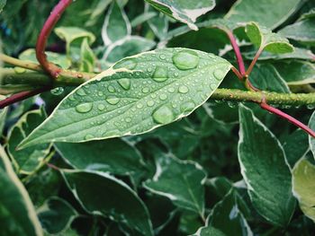 Close-up of wet plant leaves