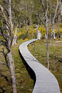 Footpath amidst trees in park