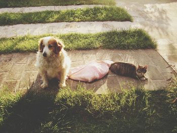 High angle view of dog with cat in garden