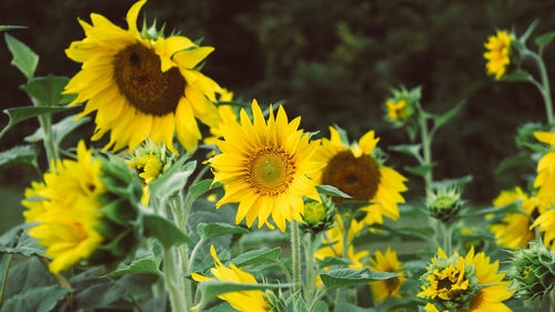 Close-up of yellow flowering plant on field