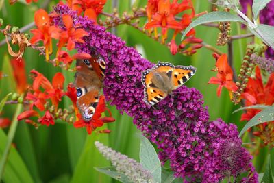 Close-up of butterfly pollinating on purple flowers