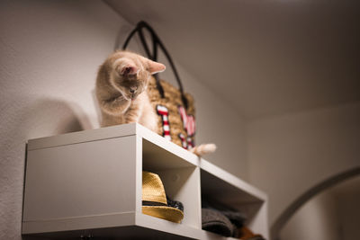 Close-up of a cat on the table