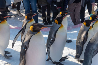 Group of people at birds in winter