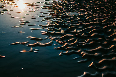 Flock of birds flying over sea