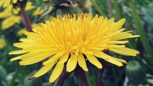 Close-up of yellow flower