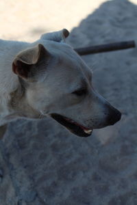 Close-up of dog looking away