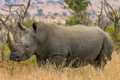 Side view of white rhino standing in front of a bush