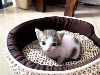 Portrait of kitten in basket