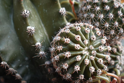 Close-up of succulent plant