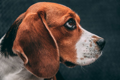 Portrait photo of a beagle dog expressively looking to the side. dog face close up.