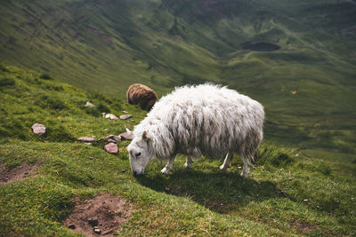 Sheep grazing in a field in wales