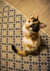 High angle view of a cat kitten calico 